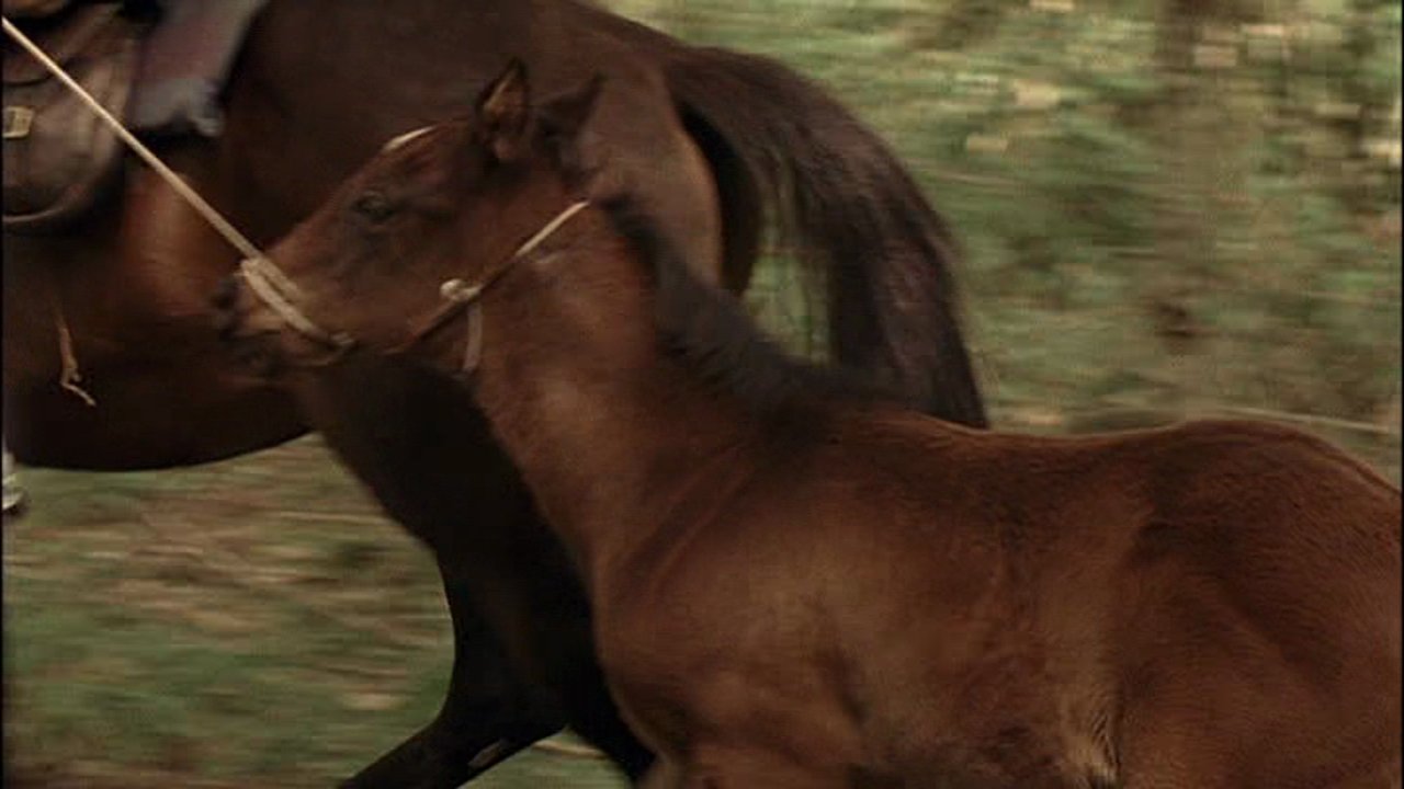 Backdrop image for movie The Colt