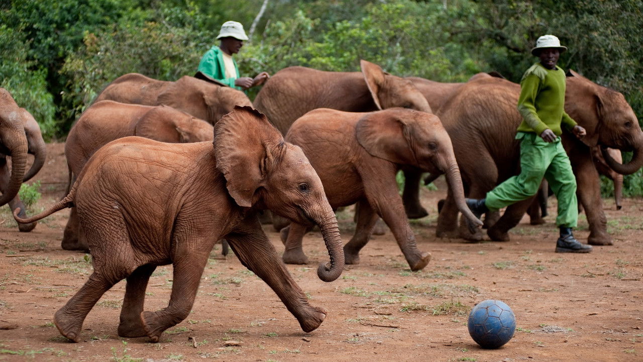 Backdrop image for movie Born to Be Wild