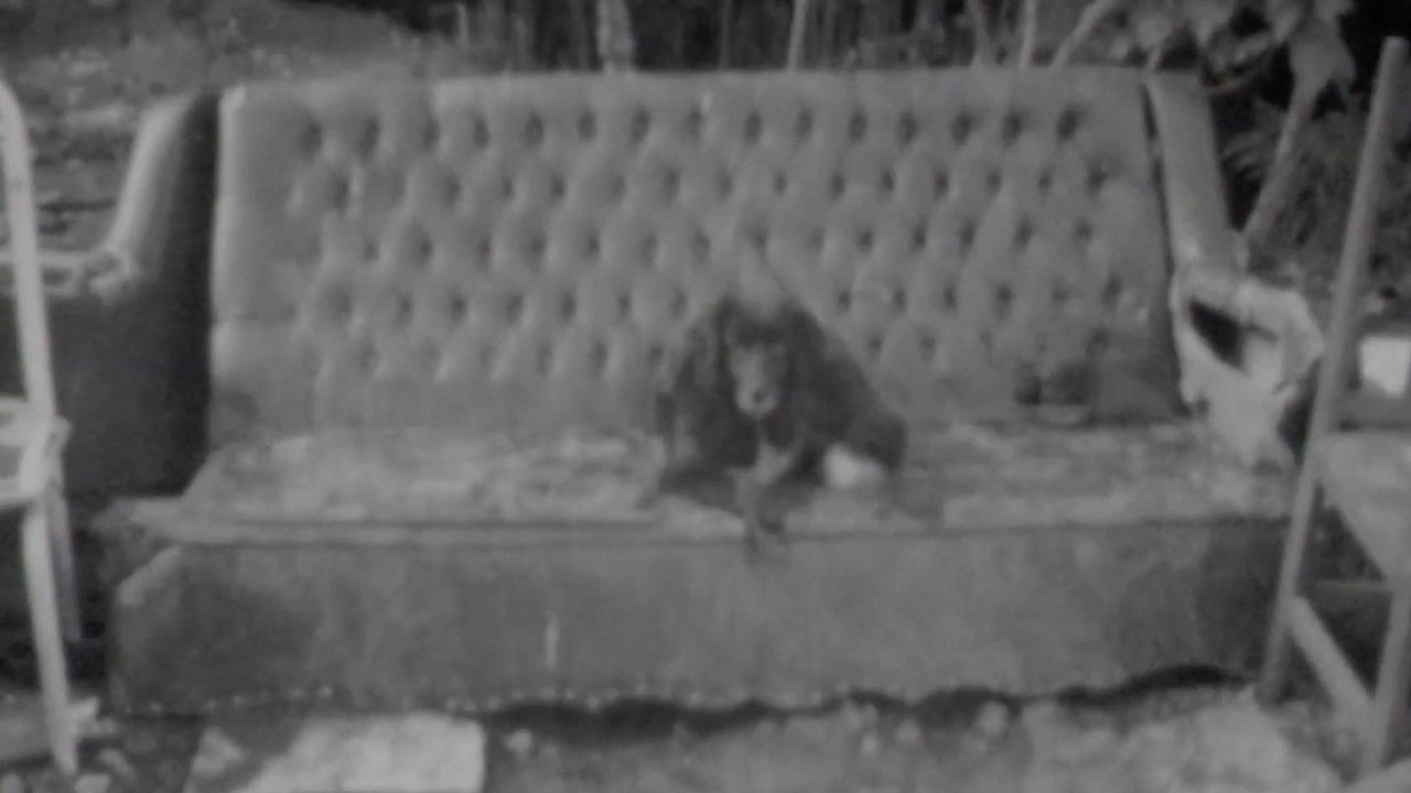 Backdrop image for movie Carrinho de Cão