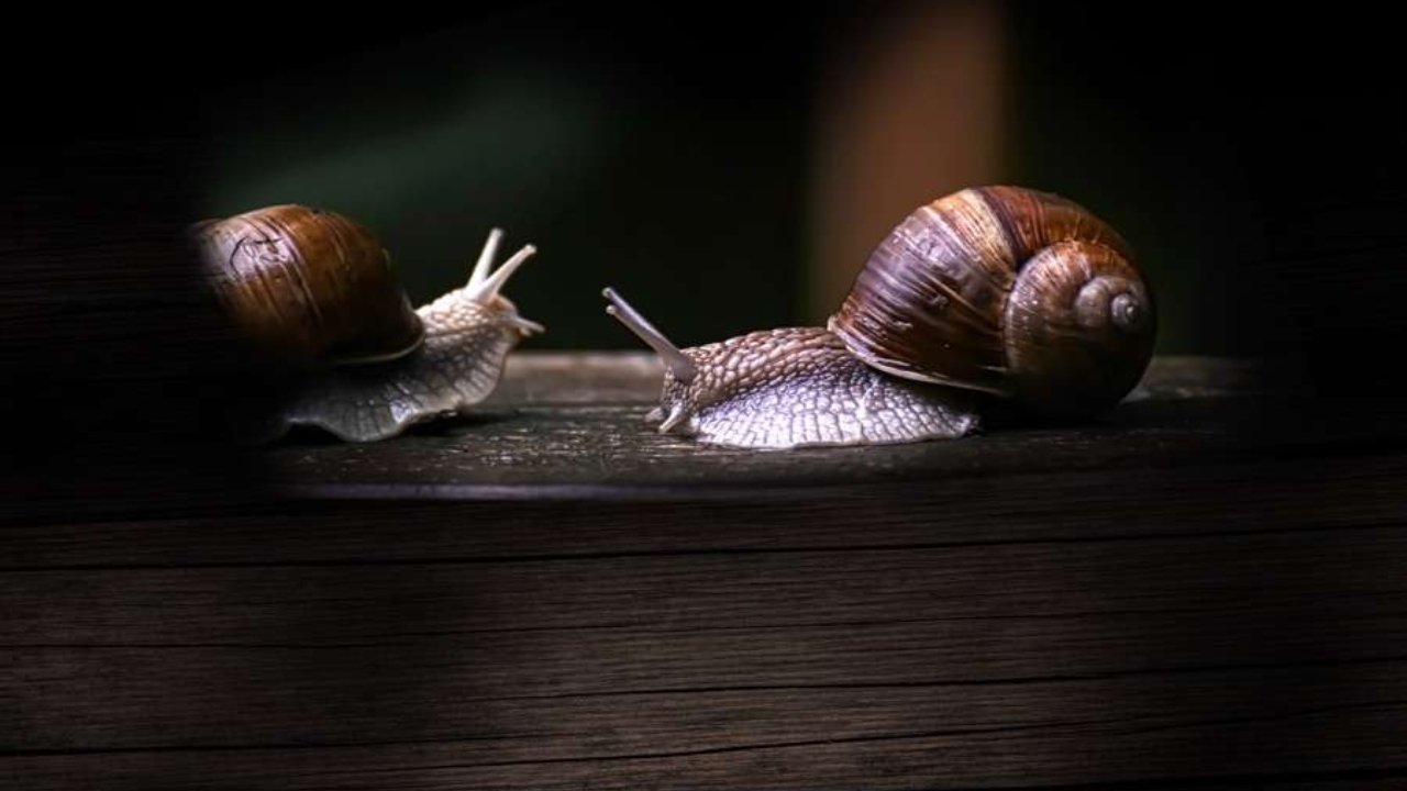 Backdrop image for movie Secret World of Mollusks