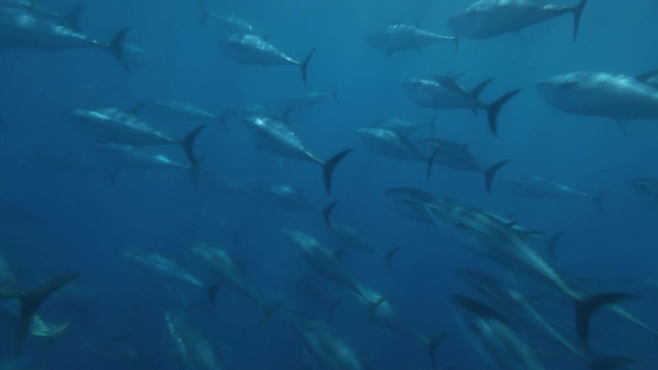 Backdrop image for movie Superfish: Bluefin Tuna