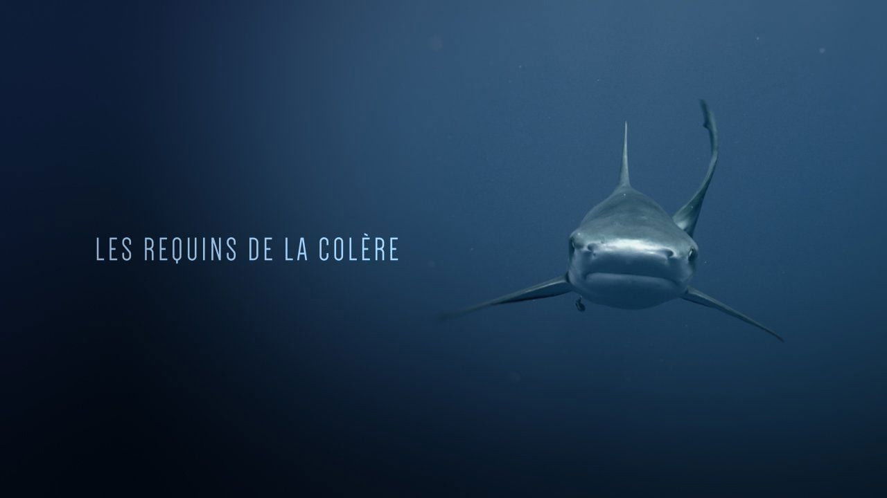 Backdrop image for movie Les Requins de la Colère