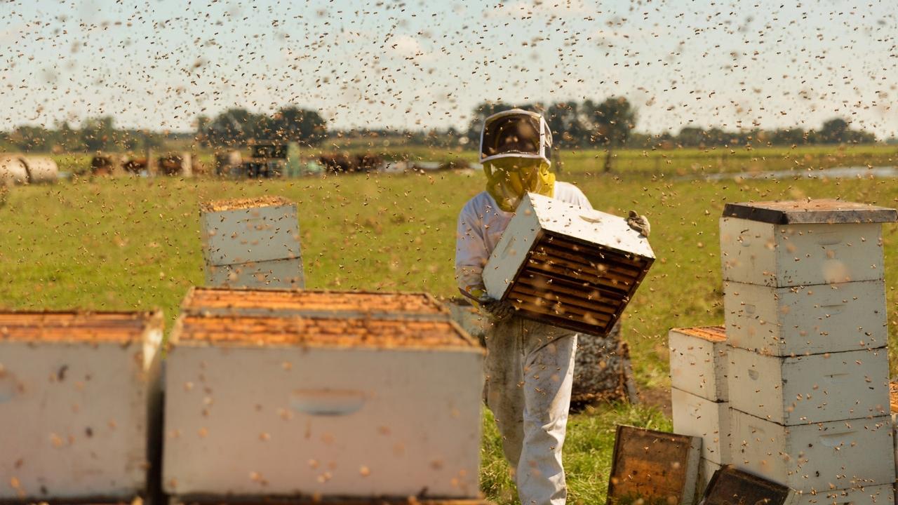 Backdrop image for movie The Pollinators