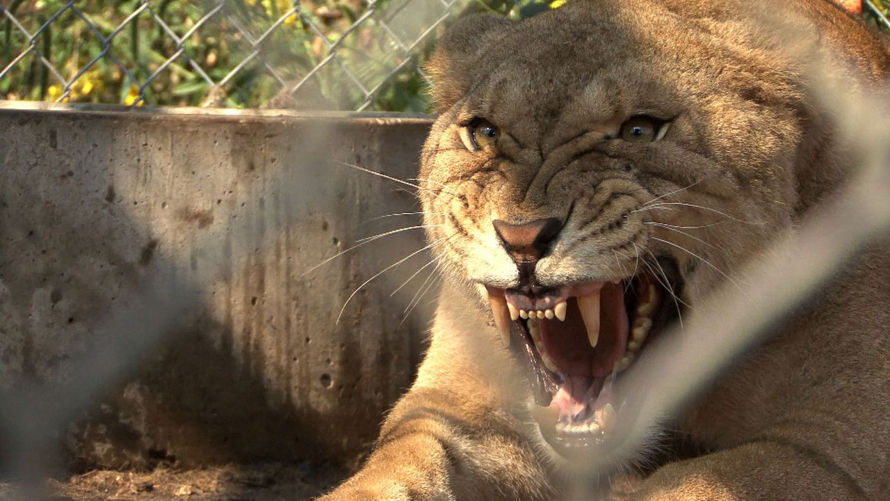 Backdrop image for movie The Elephant in the Living Room