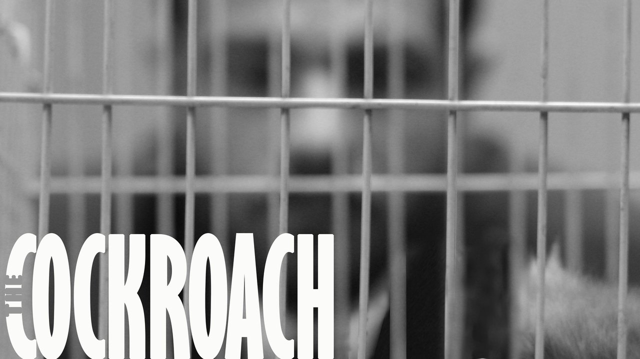 Backdrop image for movie The Cockroach