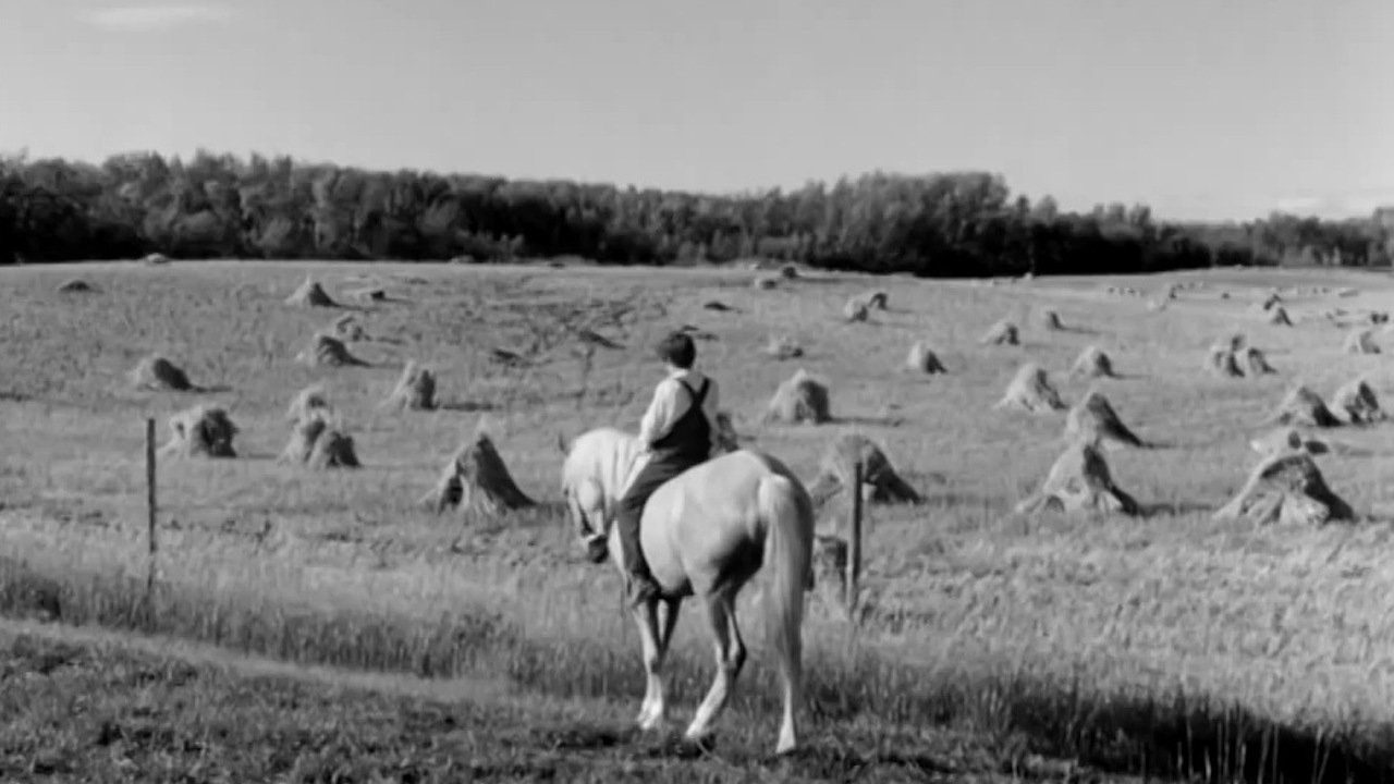 Backdrop image for movie Cornet at Night