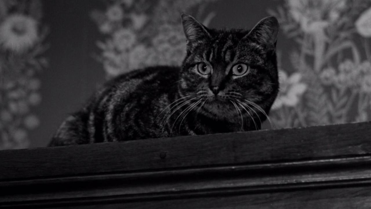 Backdrop image for movie The Shadow of the Cat