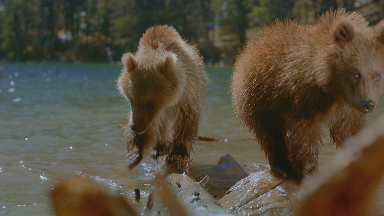 Backdrop image for movie Bears