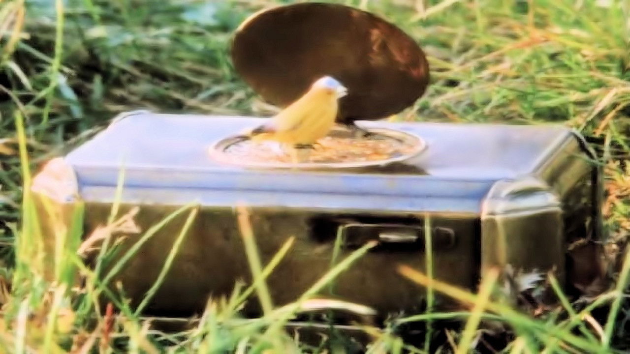 Backdrop image for movie Land of Dreams