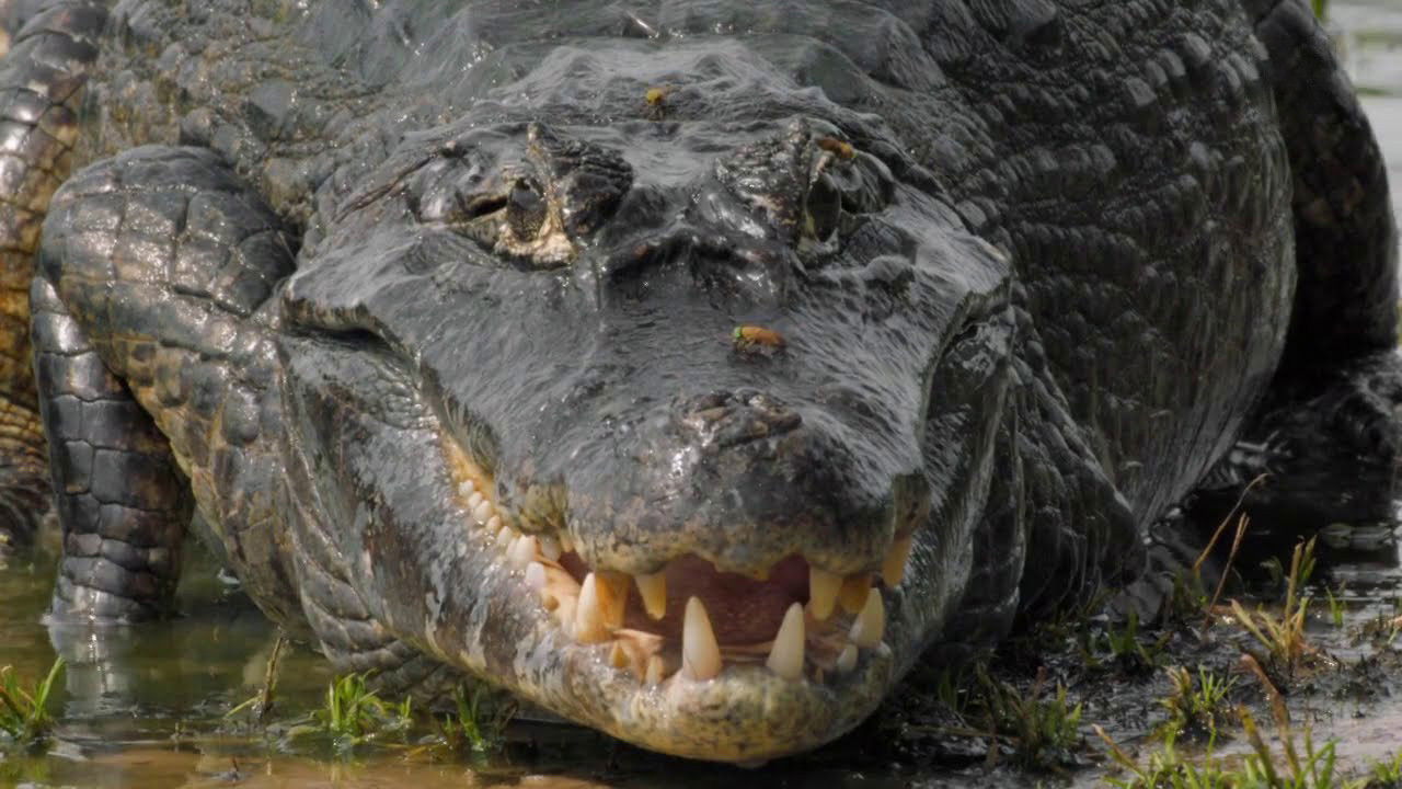 Backdrop image for movie The Pantanal's Rebel Lake