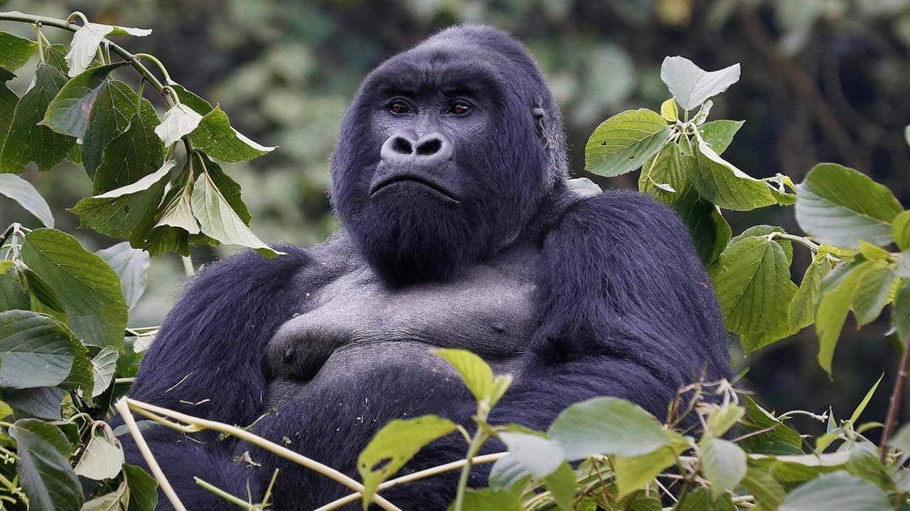 Backdrop image for movie Mountain Gorilla