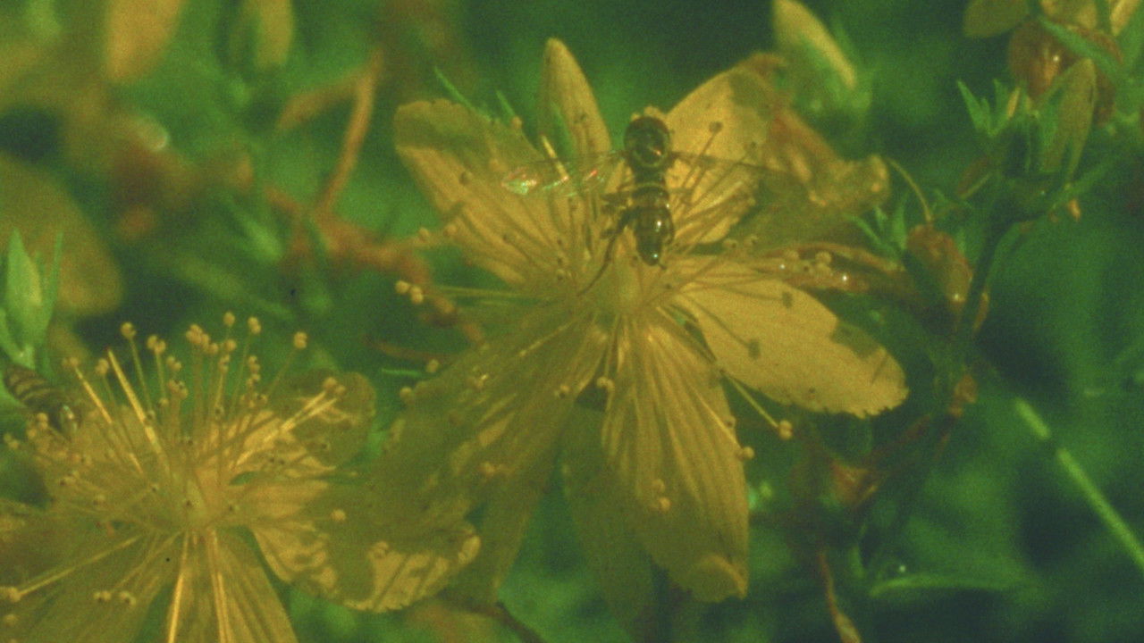 Backdrop image for movie Summer Meadow