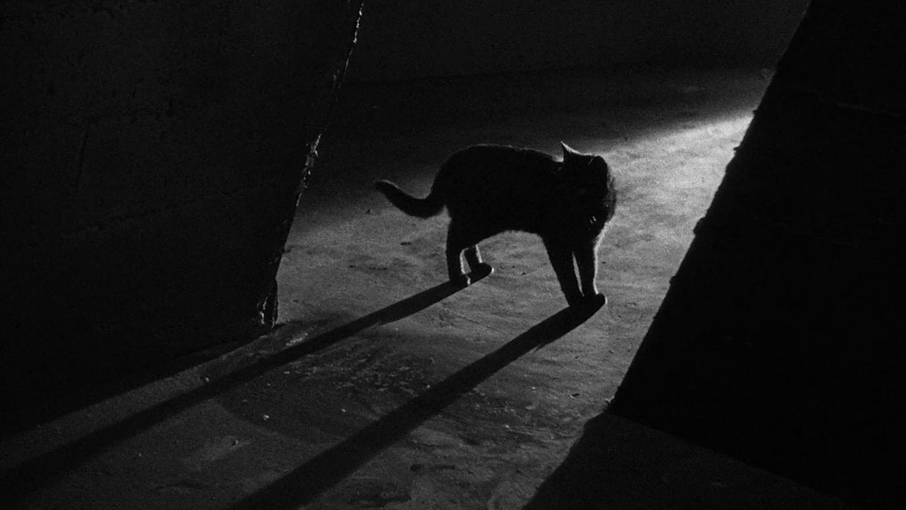 Backdrop image for movie The Black Cat