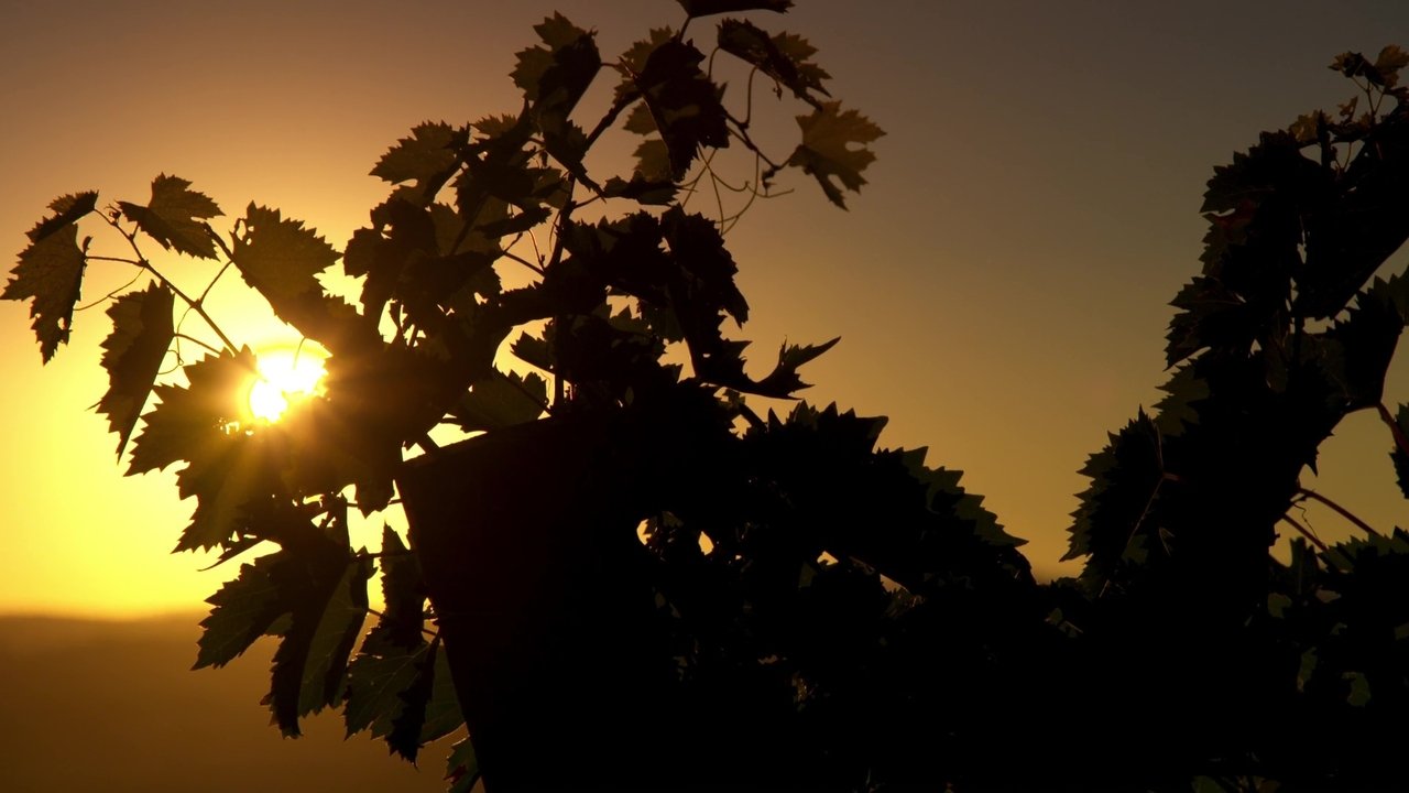 Backdrop image for movie Somm: Into the Bottle