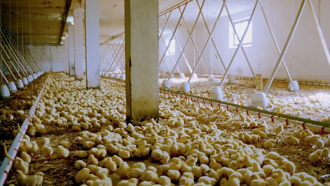 Backdrop image for movie We Feed the World