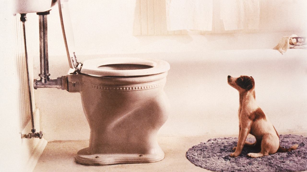 Backdrop image for movie My Dog Skip
