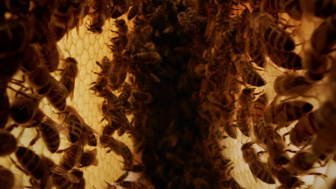 Backdrop image for movie A Bee's Diary