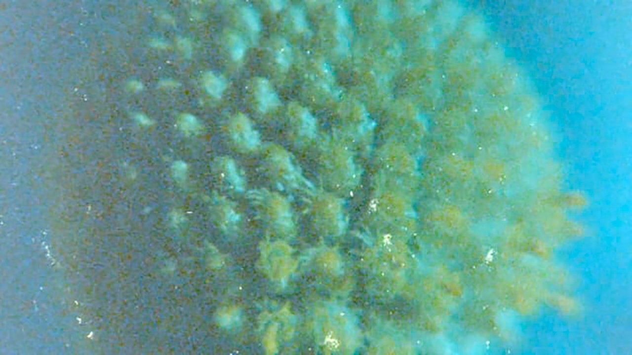 Backdrop image for movie Late Anthropocene