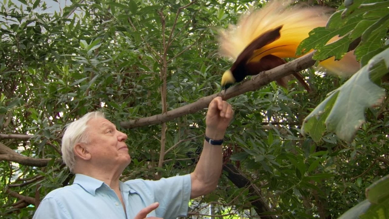 Backdrop image for movie Attenborough's Paradise Birds