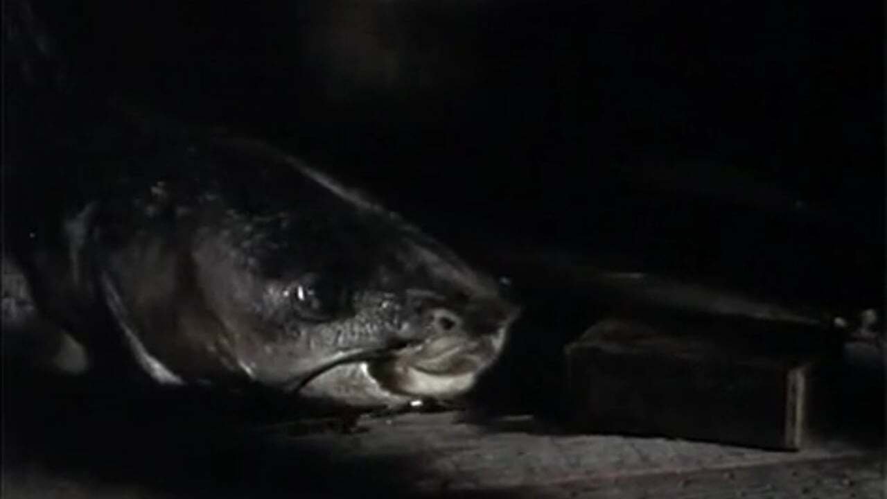 Backdrop image for movie The Amphibian