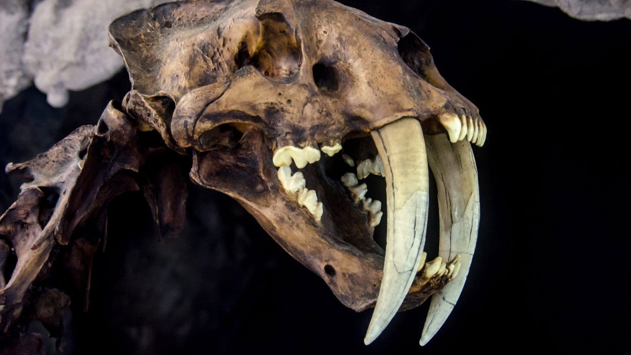 Backdrop image for movie Le mystérieux tigre à dents de sabre