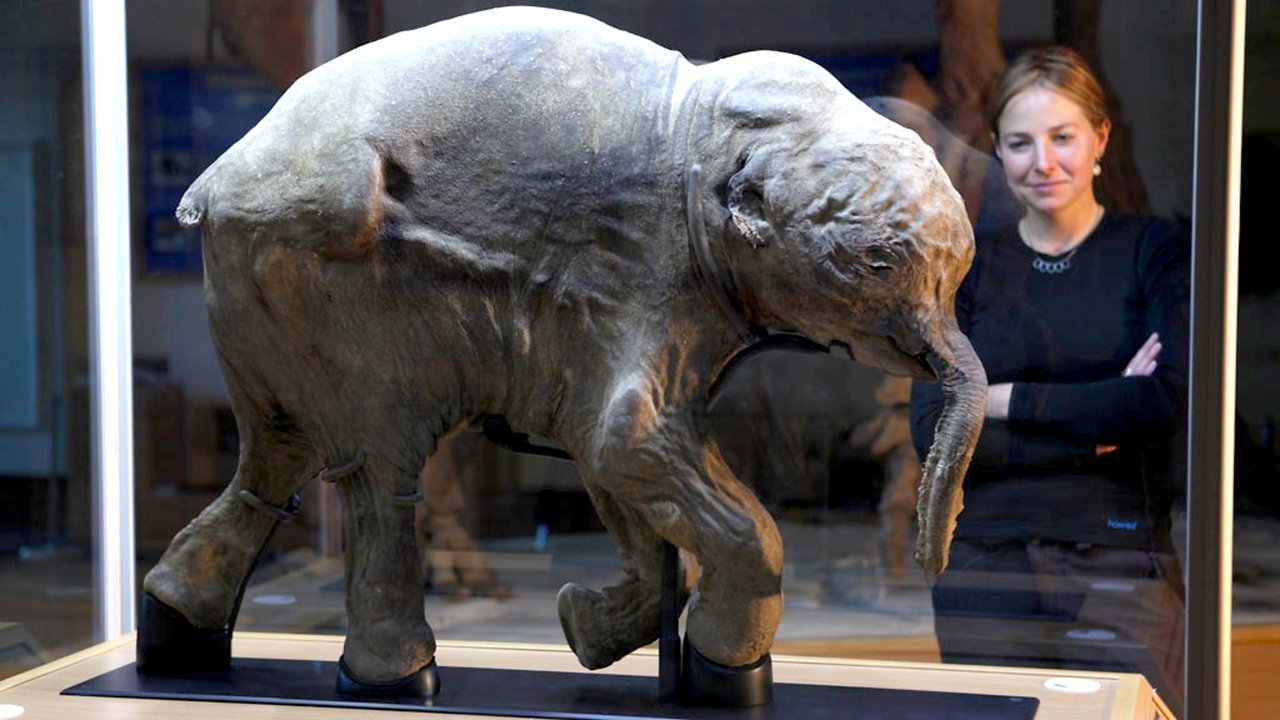 Backdrop image for movie Woolly Mammoth: Secrets from the Ice
