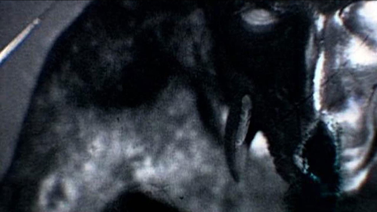 Backdrop image for movie Kanashibara