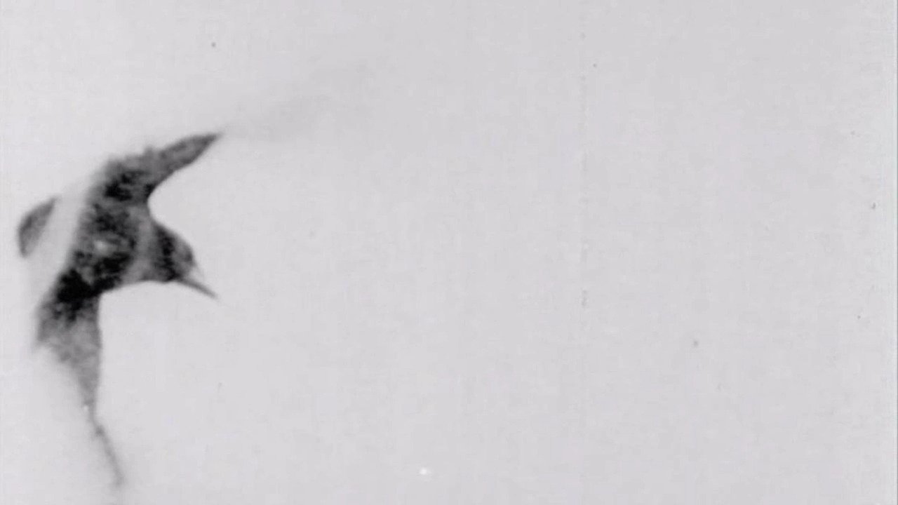 Backdrop image for movie The Raven