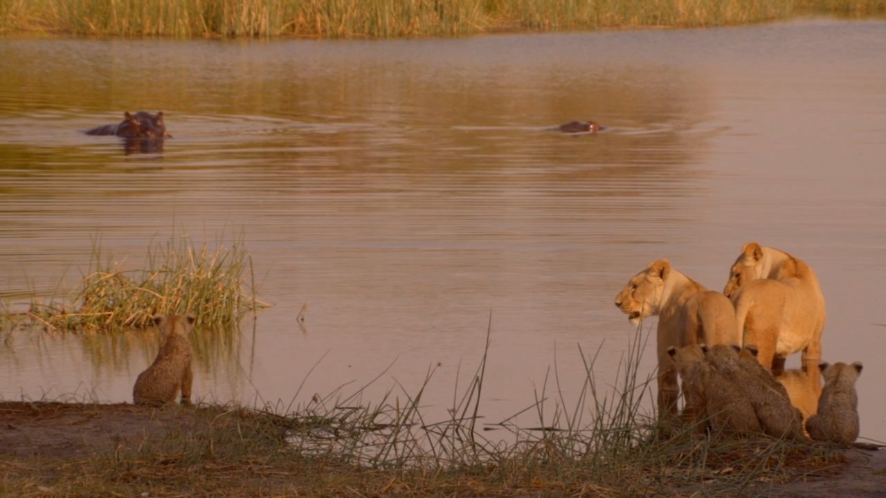 Backdrop image for movie Birth of a Pride
