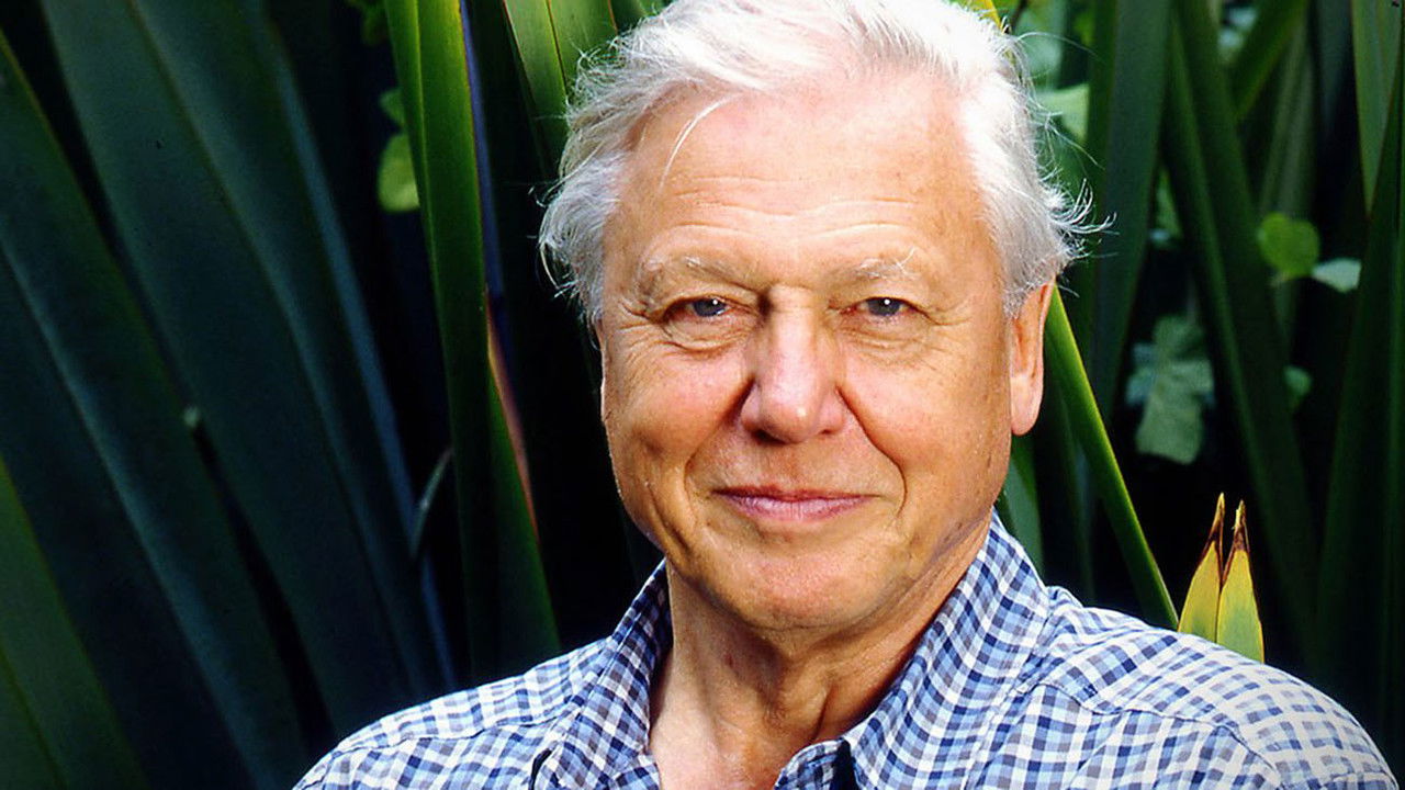 Backdrop image for movie Gorillas Revisited with Sir David Attenborough