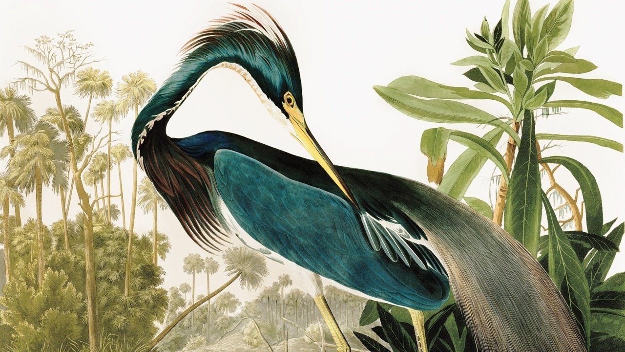 Backdrop image for movie Birds of America