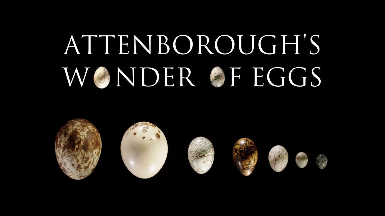 Backdrop image for movie Attenborough's Wonder of Eggs