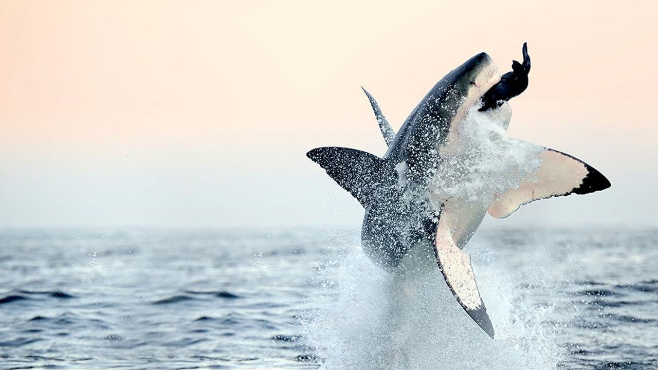 Backdrop image for movie Air Jaws: Back From The Dead