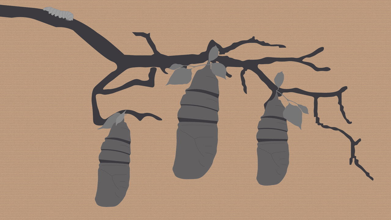 Backdrop image for movie Reel #1: Surfing with Butterflies