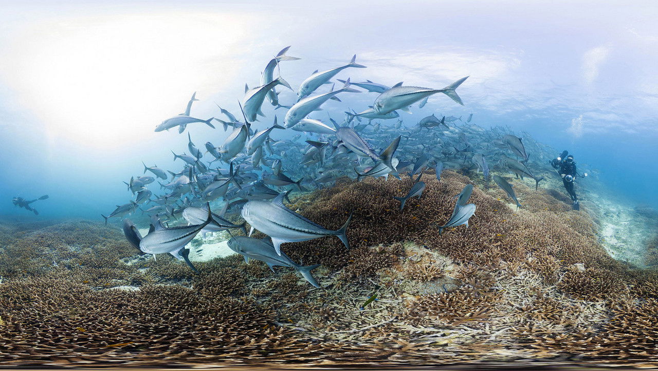 Backdrop image for movie Chasing Coral