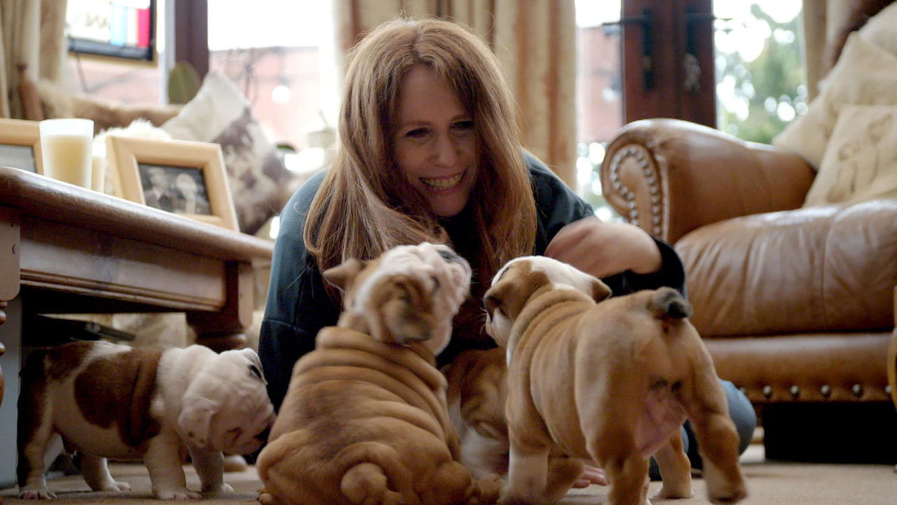 Backdrop image for movie Saving the British Bulldog