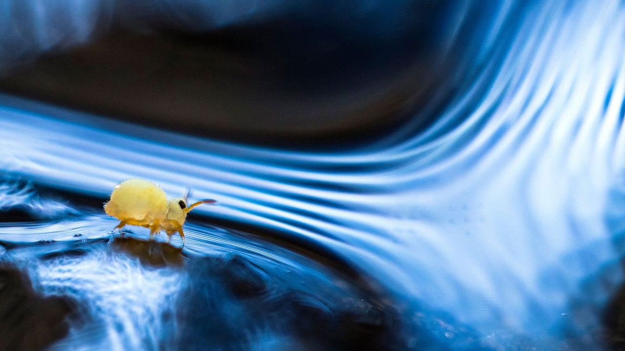 Backdrop image for movie Springtails: The hidden soldiers of Earth