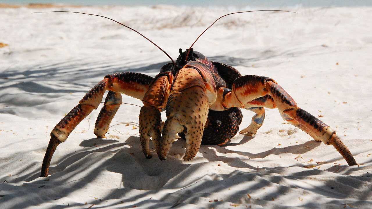 Backdrop image for movie Aldabra: Once Upon an Island