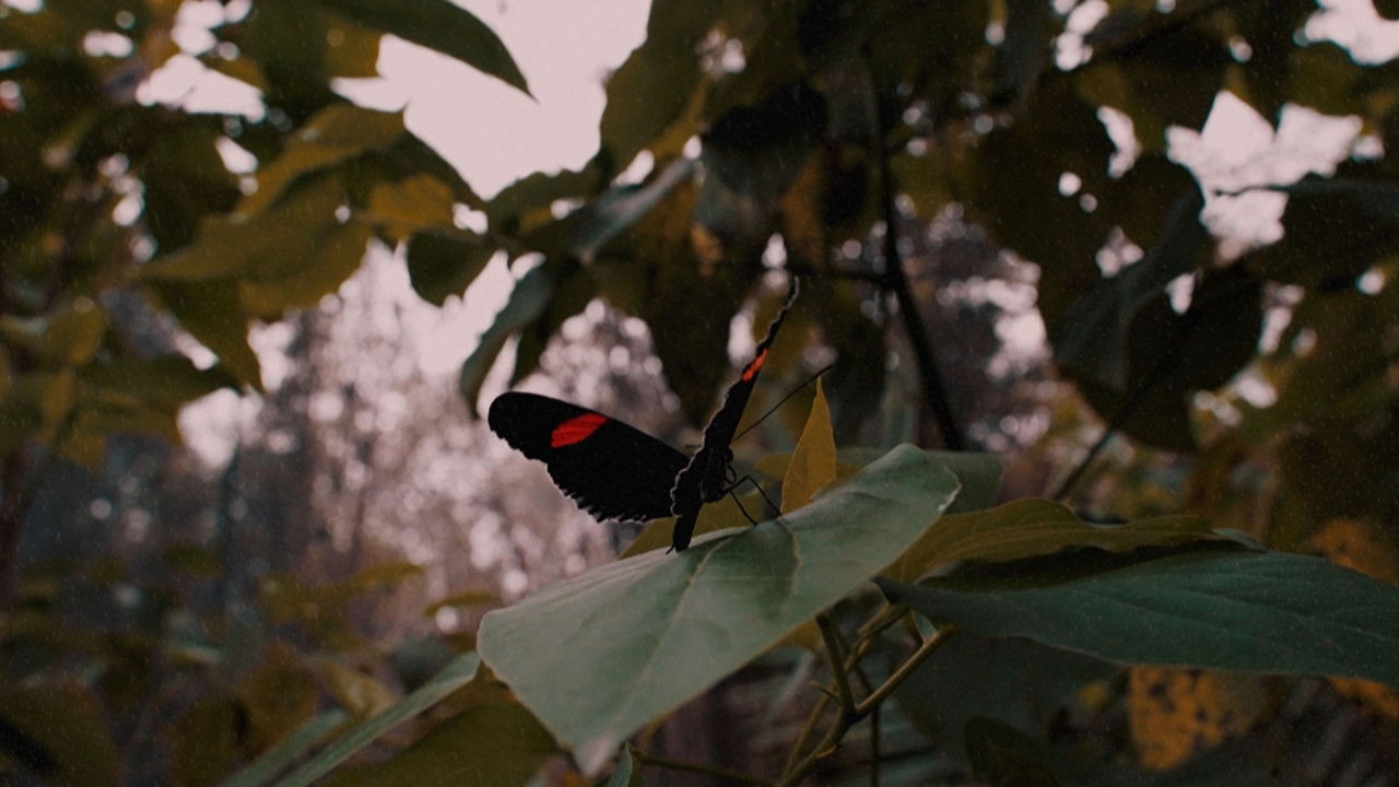 Backdrop image for movie Casulo