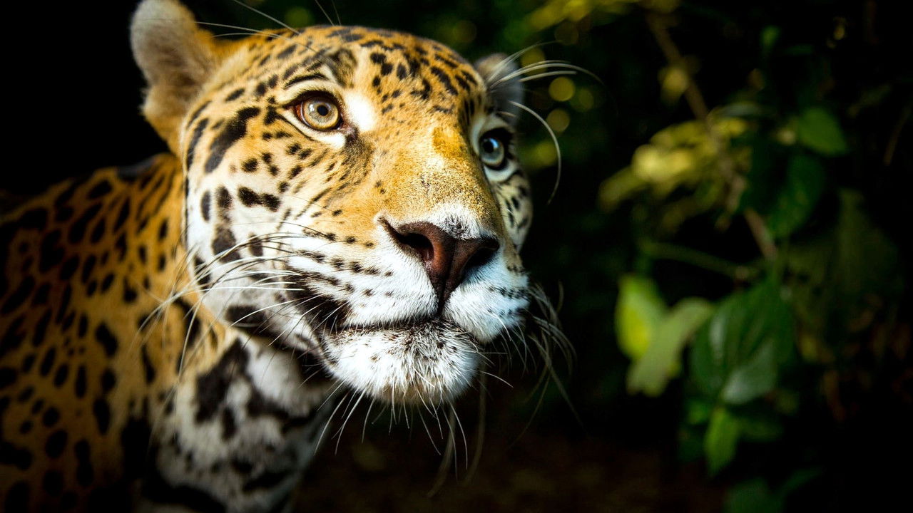 Backdrop image for movie Big Cats