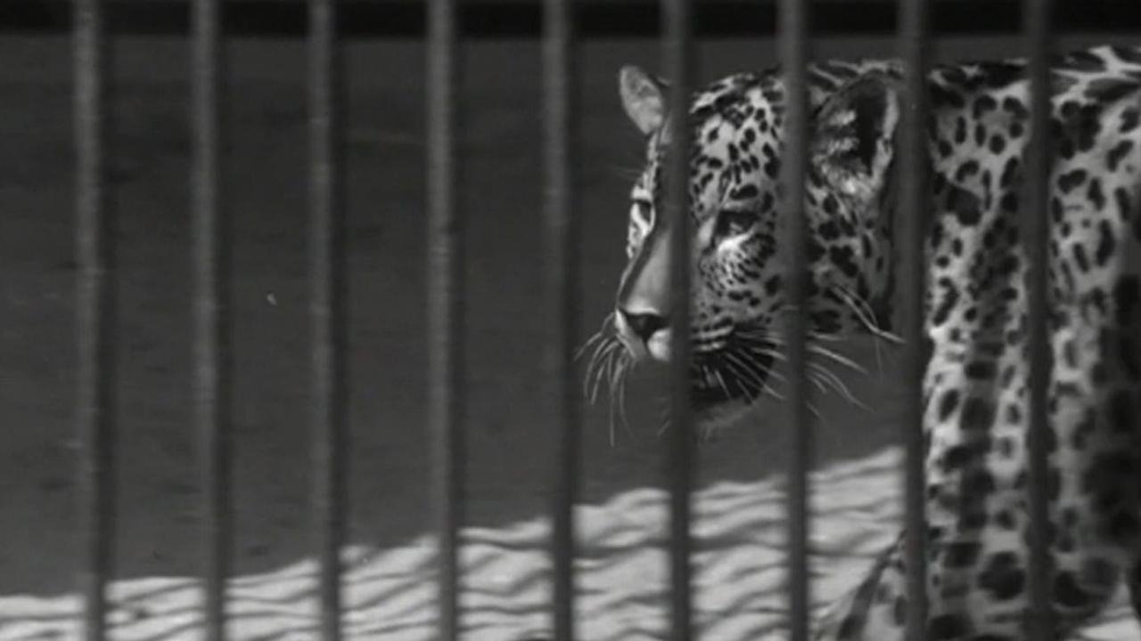 Backdrop image for movie The Zoo