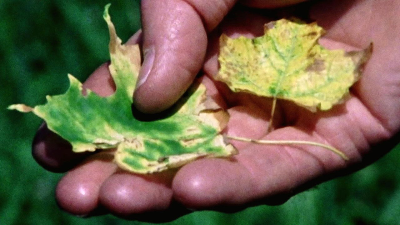 Backdrop image for movie Trouble in the Forest