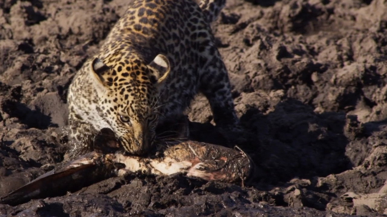 Backdrop image for movie Africa's Fishing Leopards
