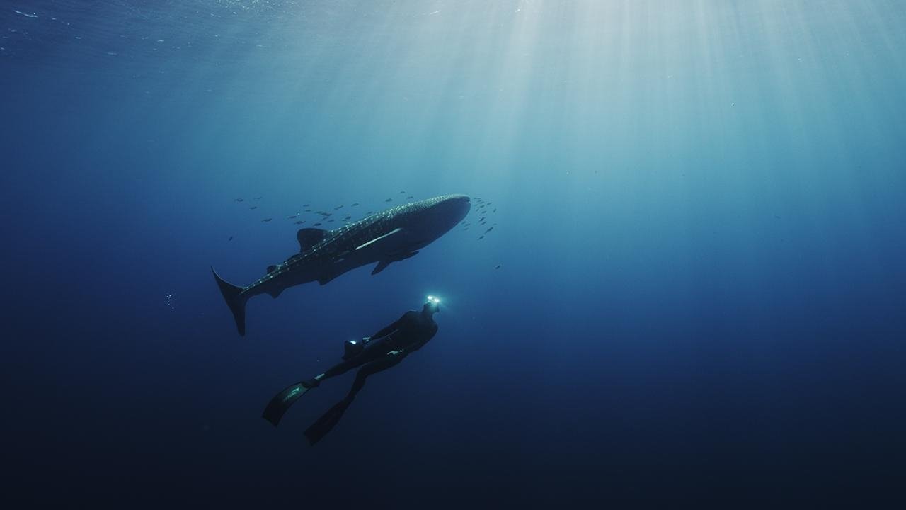 Backdrop image for movie Swimming with Legends