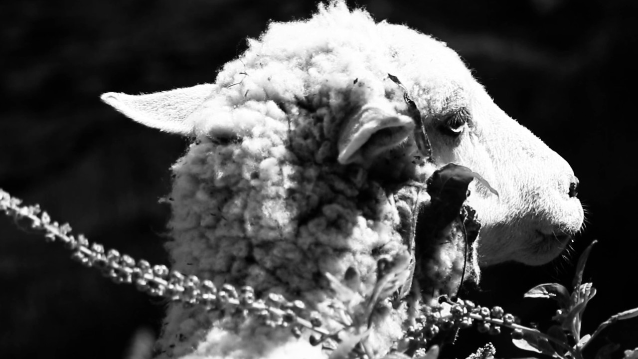 Backdrop image for movie Black Waters