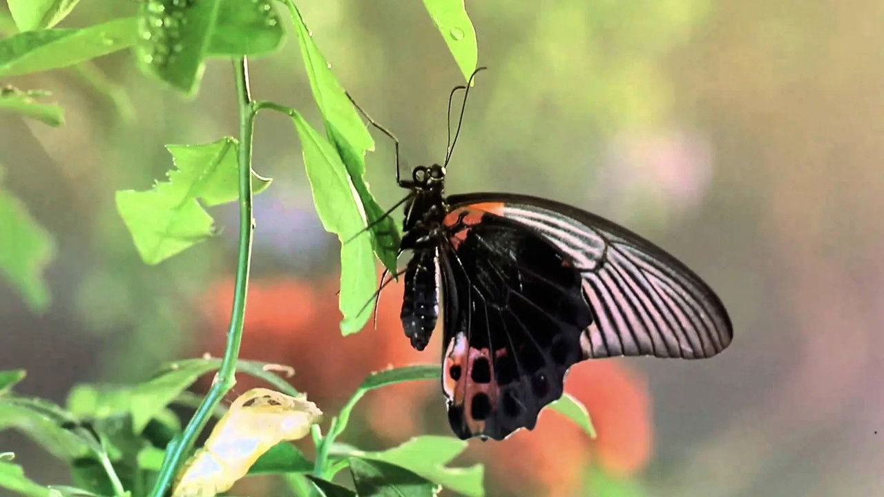 Backdrop image for movie Bugs!