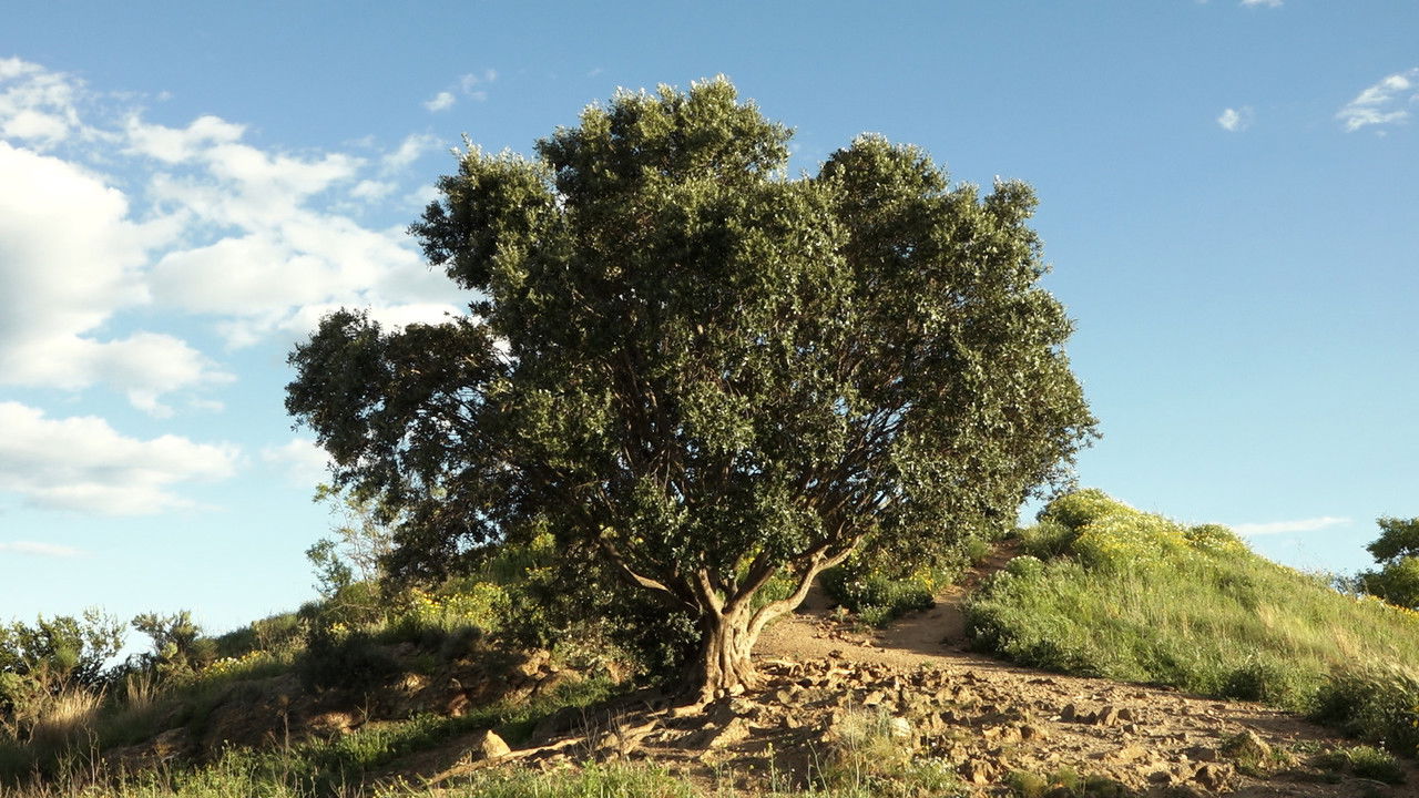 Backdrop image for movie The distances