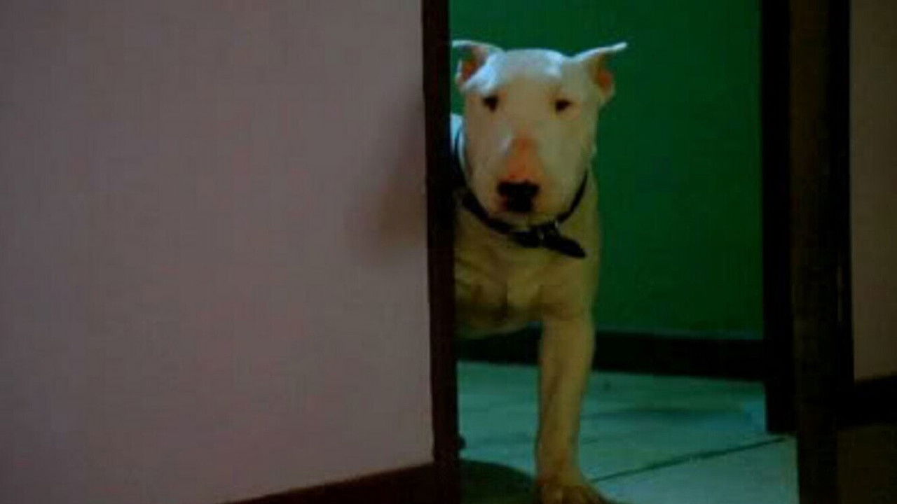 Backdrop image for movie Baxter