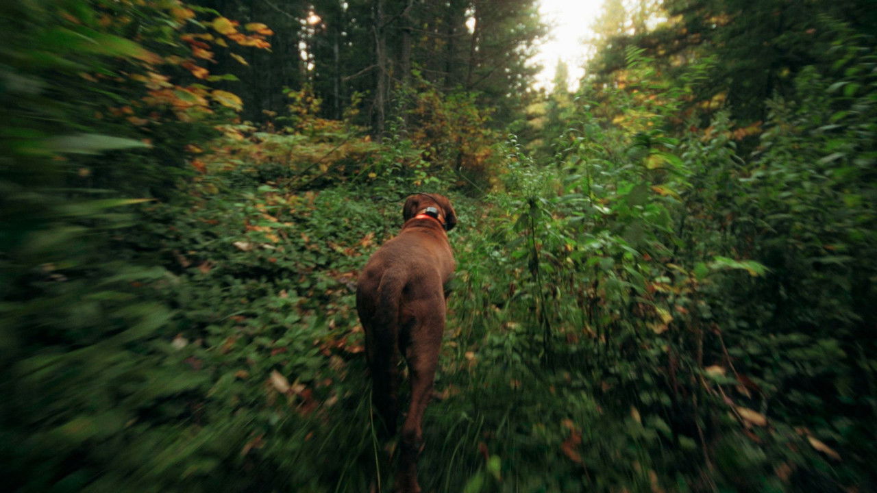 Backdrop image for movie Bloodhound Dog