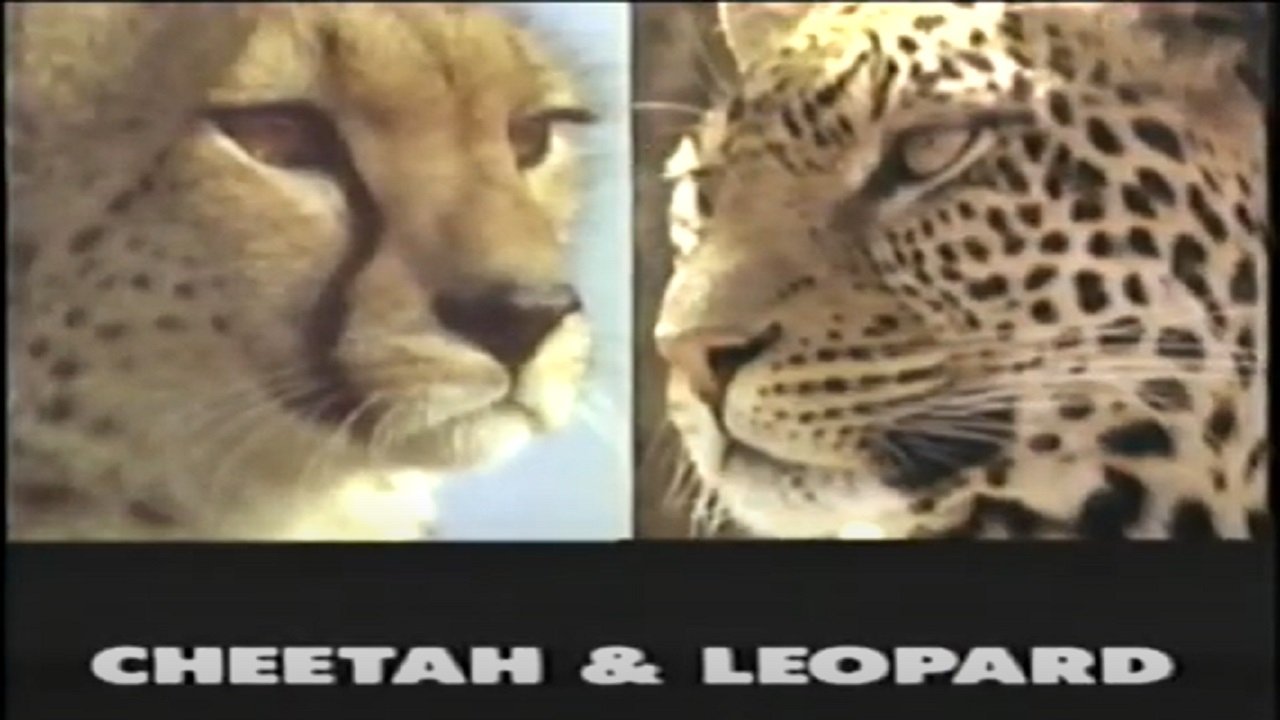 Backdrop image for movie Predators of the Wild: Cheetah and Leopard